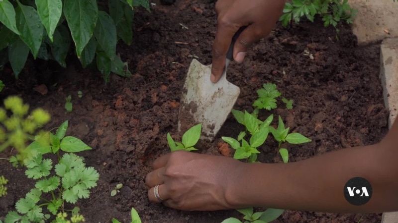 Businesswomen Envision a Greener Mozambique