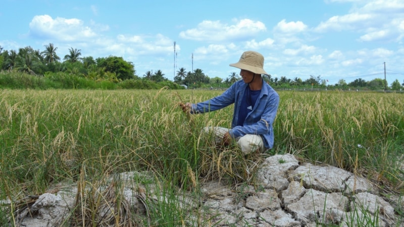 Vietnam Faces $3B Annual Crop Losses From Rising Saltwater Levels