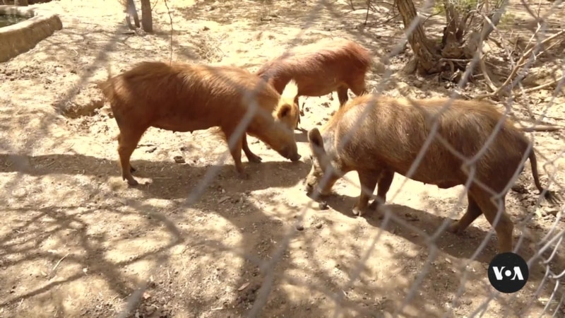 Burkina Faso Wildlife Conservation Farm Struggling in Turbulent Times