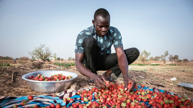 Unexpected strawberry crop spins Burkina's 'red gold'