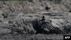 Botswana pumps water into drying channels to aid stranded hippos