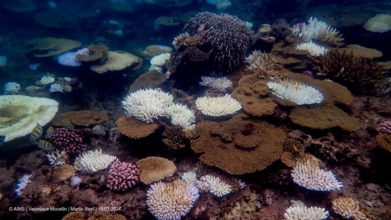 Warming oceans hit coral reefs with 4th massive bleaching event, NOAA says