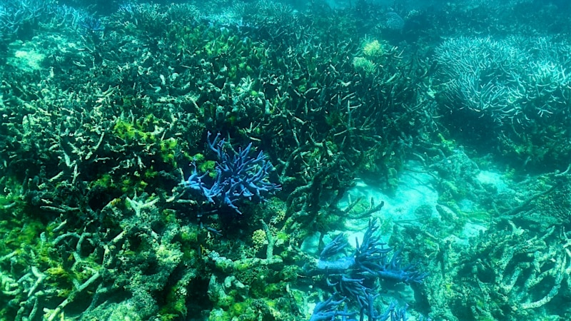 Public urged to join fight for Australia’s Great Barrier Reef