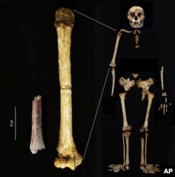 Fossils suggest even smaller 'hobbits' roamed Indonesian island 700,000 years ago