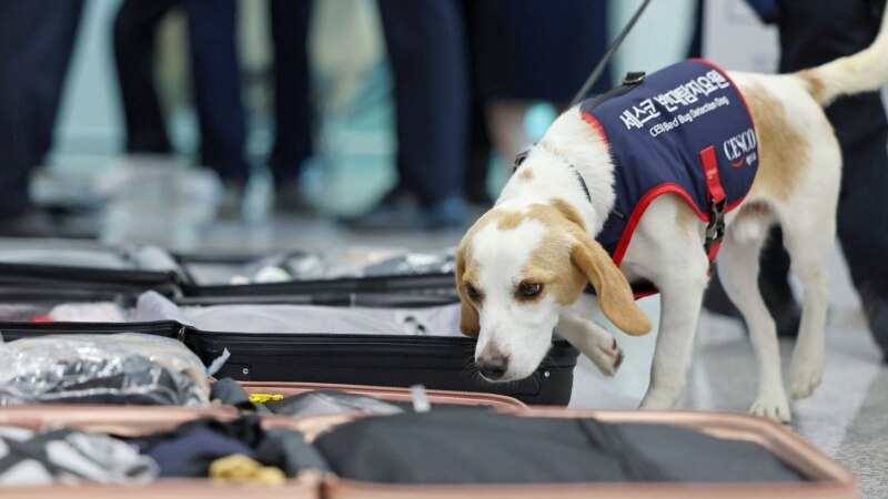 South Korea deploys sniffer dog to screen for bedbugs after Paris Games 