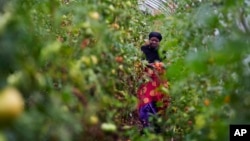 Refugees in New Hampshire turn to farming for income and a taste of home