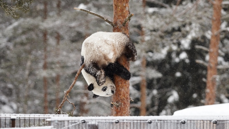 Zoo in Finland with financial woes to return giant pandas to China