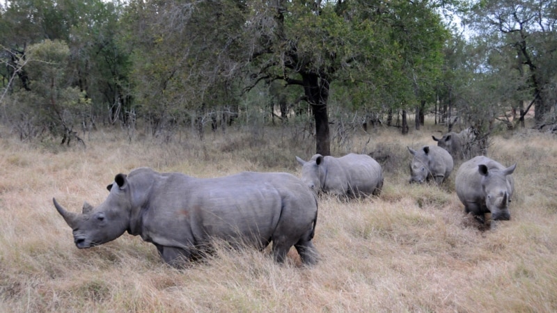 Eswatini groups call for 'hit list' of game rangers accused of shooting poaching suspects with impunity